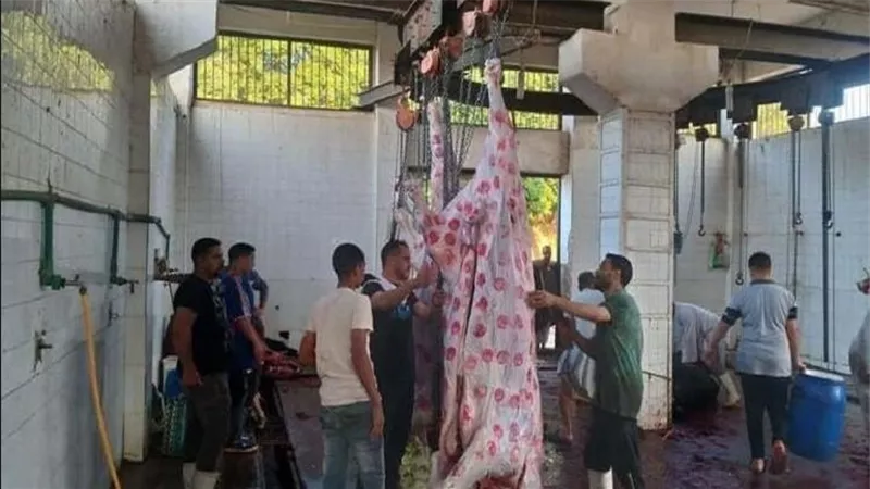 محافظة القاهرة تفتح مجازرها مجانا للمواطنين طوال أيام العيد