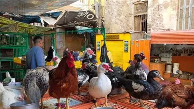 تراجع البيضاء والبلدي.. أسعار الفراخ اليوم الإثنين 